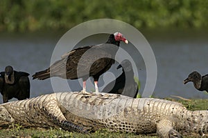 Turkey vulture, Cathartes aura