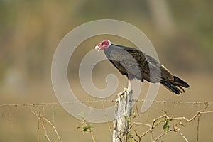 Turkey vulture, Cathartes aura