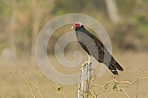 Turkey vulture, Cathartes aura