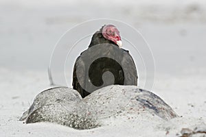 Turkey vulture, Cathartes aura