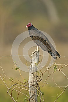 Turkey vulture, Cathartes aura