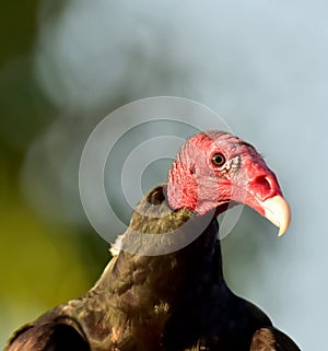 Turkey Vulture (Cathartes aura)