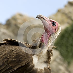 Turkey Vulture - Cathartes aura