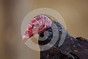 Turkey vulture (Cathartes aura)