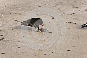 Turkey Vulture, cathartes aura, Adult eating Fish on Beach, Paracas National Park in Peru