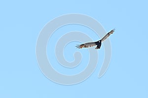 Turkey vulture Cathartes aura against blue sky  11
