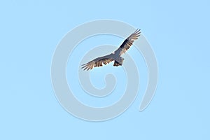 Turkey vulture Cathartes aura against blue sky  12