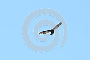 Turkey vulture Cathartes aura against blue sky  13