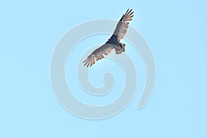 Turkey vulture Cathartes aura against blue sky  15