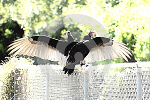Turkey vulture Cathartes aura against blue sky 24