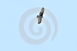 Turkey vulture Cathartes aura against blue sky  3
