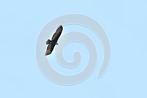 Turkey vulture Cathartes aura against blue sky  4