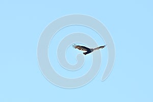 Turkey vulture Cathartes aura against blue sky  7