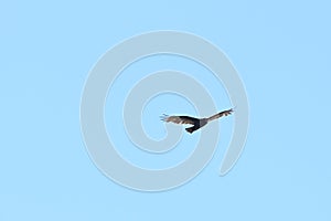 Turkey vulture Cathartes aura against blue sky  8