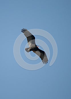 Turkey vulture Cathartes aura against a blue sky