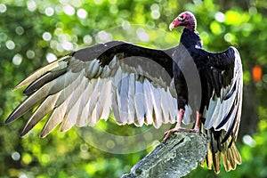 Turkey Vulture /cathartes aura/, also known as the Turkey Buzzard, John Crow or Carrion Crow