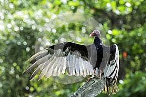 The Turkey Vulture cathartes aura also known as the Turkey Buzzard, John Crow or Carrion Crow - Peninsula de Zapata National Pa