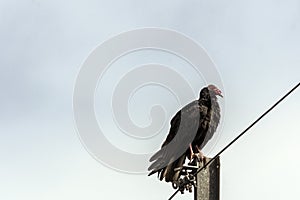 The Turkey Vulture cathartes aura, also known as the Turkey Buzzard, John Crow or Carrion Crow - Peninsula de Zapata National Pa