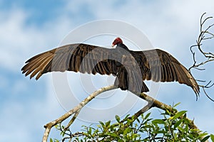 Turkey Vulture - Cathartes aura also known as the turkey buzzard and in some areas of the Caribbean as the John crow or carrion