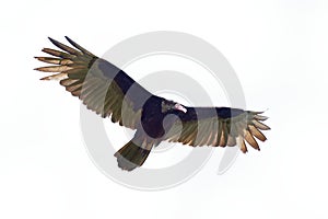 Turkey Vulture - Cathartes aura also known as the turkey buzzard and in some areas of the Caribbean, flying isolated on the white