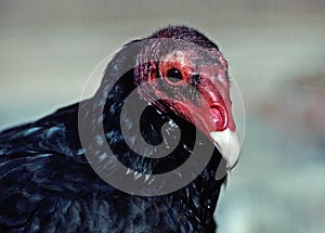 The turkey vulture Cathartes aura., also known in some North American regions as the turkey buzzard (or just buzzard),