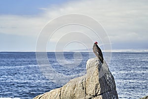 turkey vulture, Cathartes aura, also turkey buzzard, sitting on the rocks