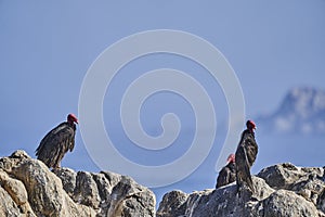 turkey vulture, Cathartes aura, also turkey buzzard, sitting on the rocks