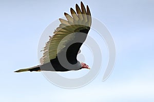 Turkey Vulture Cathartes aura flying in the blue sky