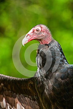 Turkey Vulture, Cathartes aura, is found throughout most of Americas