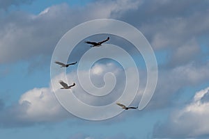 Turkey vulture, Cathartes aura, four birds in flight, Tulum beach, Mexico