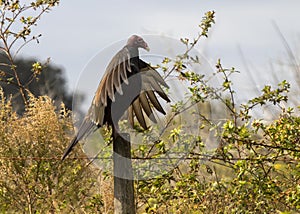A Turkey Vulture (Cathartes aura) near Lake Tohopekaliga in Florida