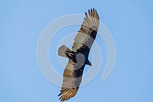 Turkey vulture Cathartes aura near Playa Giron village, Cu