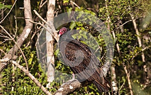 Turkey vulture Cathartes aura perches on deadwood