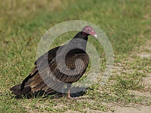 Turkey vulture, Cathartes aura, portrait