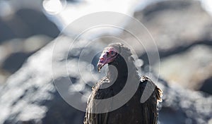 Turkey Vulture Cathartes aura Resting on Rocks on a Beach