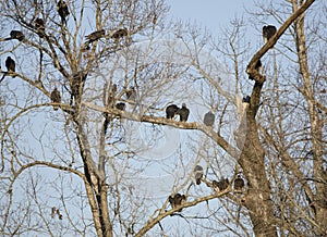 Vulture roost, Georgia, USA