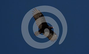 Turkey vulture cathartes aura seen from below mid flight near La Portada Antofagasta Chile South America