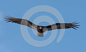 Turkey vulture, Cathartes aura, Single bird in flight, Tulum beach, Mexico