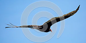 Turkey Vulture Cathartes aura, soaring in a blue sky in August