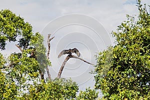 Turkey vulture Cathartes aura on a tree near Yacuma river, Boliv