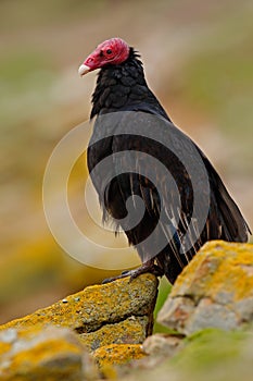 Turkey vulture, Cathartes aura, Ugly black bird sitting on yellow moss stone, Falkland Islands
