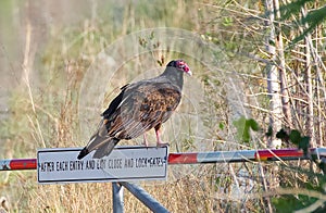 Turkey vulture (Cathartes) perched on an entrance sign