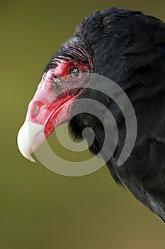 Turkey Vulture Closeup