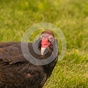 Turkey Vulture Closeup Portrait photo