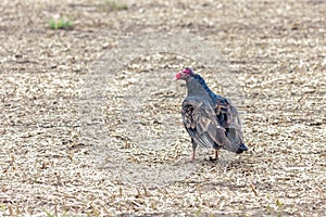 A Turkey Vulture in a Cornfield