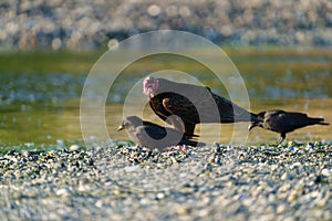 Turkey Vulture feeding at seaside beach