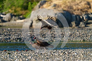 Turkey Vulture feeding at seaside beach