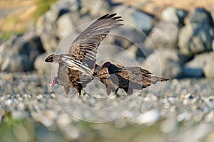 Turkey Vulture feeding at seaside beach