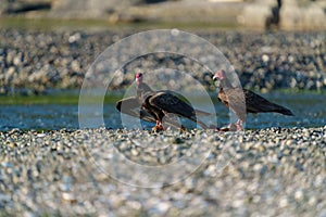 Turkey Vulture feeding at seaside beach