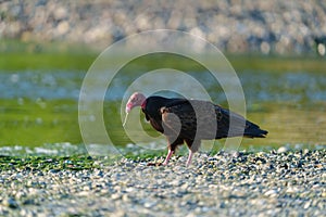 Turkey Vulture feeding at seaside beach